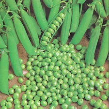 Green Arrow Pea Seeds 25 Ct Pod Peas Vegetable Garden HEIRLOOM NON-GMO Free S&H
