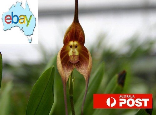 Monkey Face Flower Seeds – Dracula simia - Picture 7 of 8