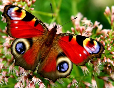Mauspad aus der Edition Colibri: Pfauenauge - schönes Porträt vom Schmetterling