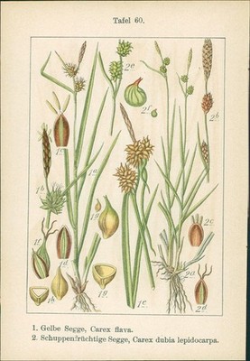 Lithographie: 1. Carex flava + Hornschuchiana. 2. Lücken-Segge, C. distans. 1. G