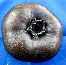 Diospyros digyna - Black Sapote | Black Persimmon | Chocolate