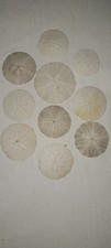 Sand Dollars REAL Collected on a Beach - LOT OF 10 SAND DOLLARS