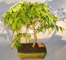 Water Jasmine Bonsai Tree Flowering Live Plant Wrightia Religiosa 20"H Indoor