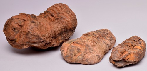 3 x DIACALYMENE OUZREGUI TRILOBITE FOSSILS, F121 - Foto 7 di 8