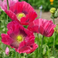 Poppy HENS & CHICKS UNIQUE Seed Pods Huge Flowers Reseeds USA Non-GMO 1000 Seeds