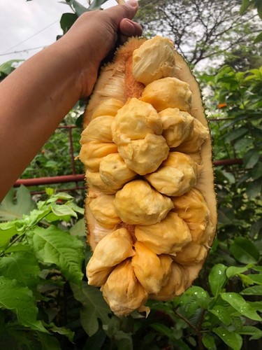 Graft Jackfruit Cheena Plant Quickly bear fruit Best Sellers