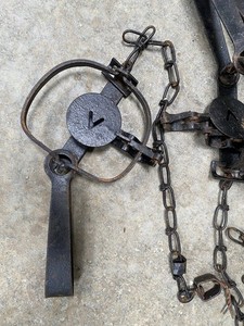 (6) SOLID Victor No. 1 1/2 Single Long Spring Traps Skunk Muskrat Mink Trapping