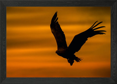 Adler gerahmtes Wandbild Poster Leinwanddruck Bild