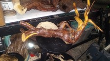 Awesome Driftwood For Fish Aquariums And Terrariums