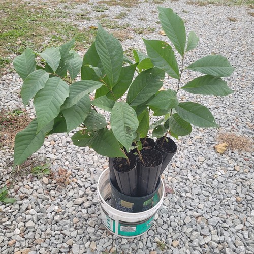 Paw Paw Tree Seedlings SOLD OUT UNTIL FALL 2025 - Foto 17 di 38