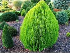 Platycladus occidentalis/ orientalis 'Aurea Nana''  100 SEEDS!!