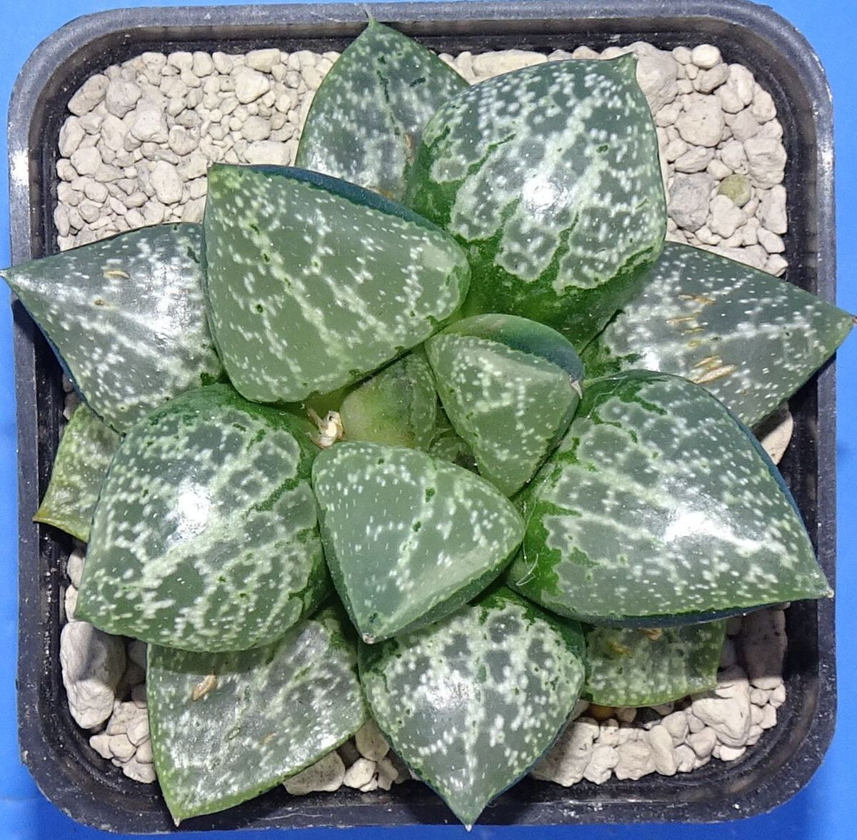 HW207 Haworthia 'AMAZONESS' Renny Wong hybrid, Phyto available | eBay