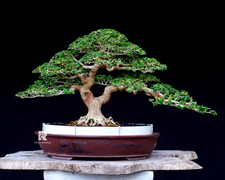 Live Tree Premna Microphylla Bonsai Tree [ SM...