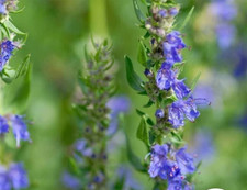Hyssop Seeds - Herbs - 500.mg