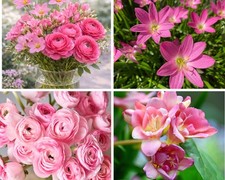 30 Pink Wedding Bulbs Freesia Ranunculus Rain Lily Romantic Cut Flowers for Pots