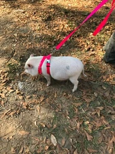  Adjustable Hog  (PIG) Harness 2 Metal Buckle Balanced Carter Pet Supply