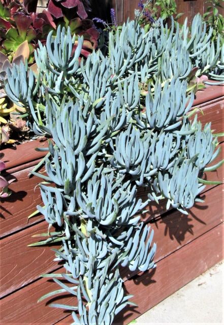 Senecio mandraliscae