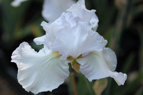 August delivery - Tall Bearded Iris White City - Picture 2 of 3