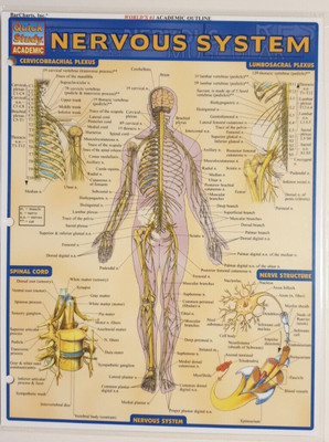 akademischer Umriss Nervensystem Schnelllernkarte 22x29cm