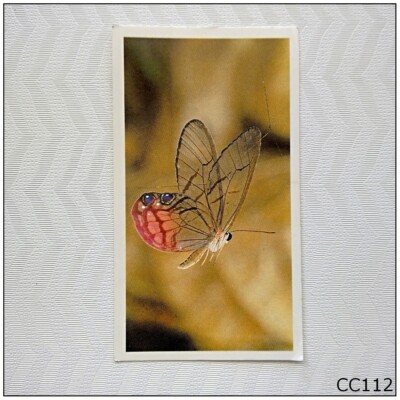 butterfly cigarette cards Grandee Disappearing Rainforest #12 Clearwing Butterfly Cigarette Card B  (CC112)