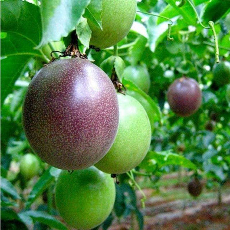 40Pcs Purple Passion fruit Seeds(Passiflora edulis)Vine passion flower