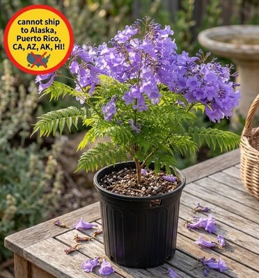 Jacaranda Mimosifolia Live Tree 8" Pot Purple Flowering Tropical Garden  Plant | eBay