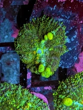 WYSIWYG RARE Multicolor Rainbow Bounce Mushroom Rainbow Shroom OG Live Coral