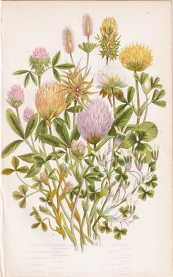 Trifolium repens flowers Blumen Botanik botany Anne Pratt Lithographie 1870