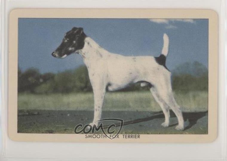 Issue Smooth Fox Terrier 0s4