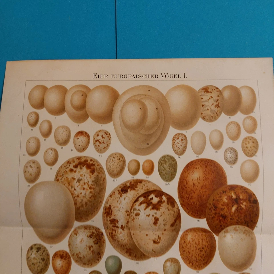 2 x Orig.(1895) Chromolithographie  EIER Europäischer Vögel  m.Beschreibung.  - Bild 2 von 4
