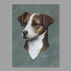 jack russell hund