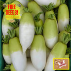 Fresh Korean Radish Seeds | Sushiro | Heirloom Non-GMO | Asian Vegetable Seeds