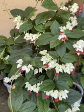 WHITE Bleeding Heart Vine bare root Starter Plant  