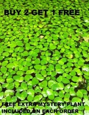 100+ Giant Duckweed Salvinia Aquarium or Pond plant (Moss) BUY2GET1FREE!