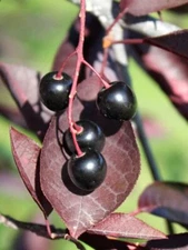 50 Purple Chokecherry Tree Seeds for Planting - Shubert Chokecherry, Prunus virg