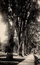 RPPC Mammoth Elms Trees Sidewalk Road Charlestown NH New Hampshire Avenue