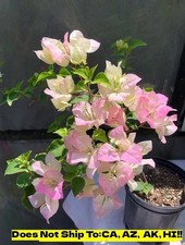 Garden Flowering Plant Bougainvillea Thai Delight in 8"Pot Outdoor Tropical