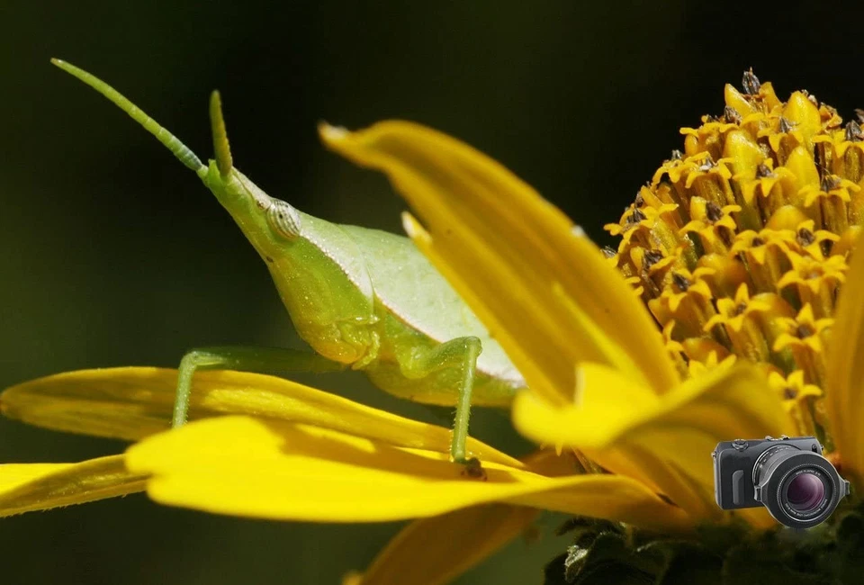 Raynox DCR-250 SUPER Macro Lens to NIKON D5000 D5100 D5200 D5300 D5500 D5600 - Image 4 of 4