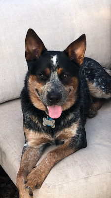 Cattle Dog In Sunshine Coast Region Qld Dogs Puppies Gumtree Australia Free Local Classifieds