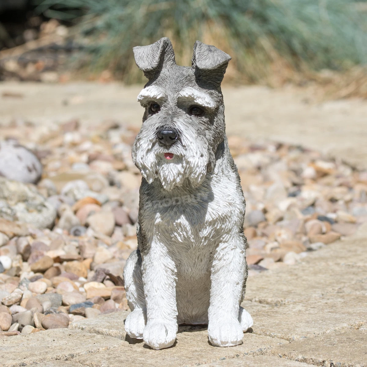 Grey hotsell schnauzer dog