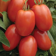 Tomato Roma Great Heirloom Garden Vegetable By Seed Kingdom 1 Lb Seeds