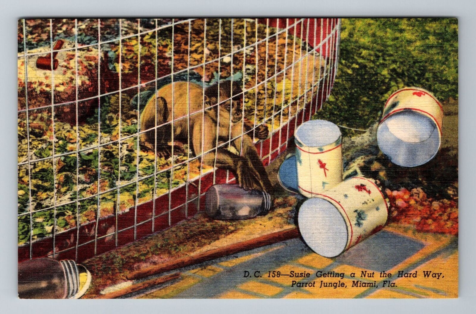 Miami FL-Florida, Capupuchine Monkey at Parrot Jungle, Vintage Postcard