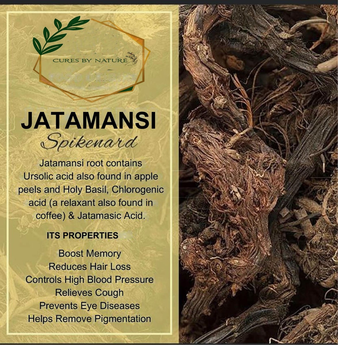 Racine De Jatamansi (Spikenard Indien) - Naturelle, Biologique - Neuf