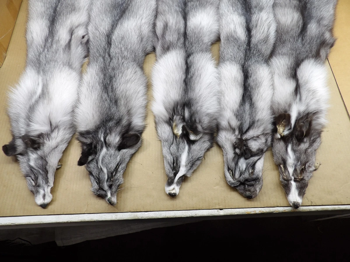 Tanned #1 Shadow Fox Hide/Silver Grey Color/Furs/Trapping/Taxidermy/Crafts  | eBay