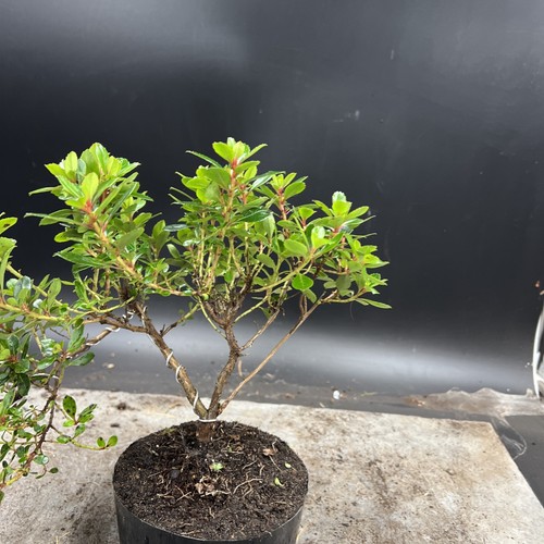 Shohin   Japanese Azalea Bonsai Tree - Picture 11 of 12