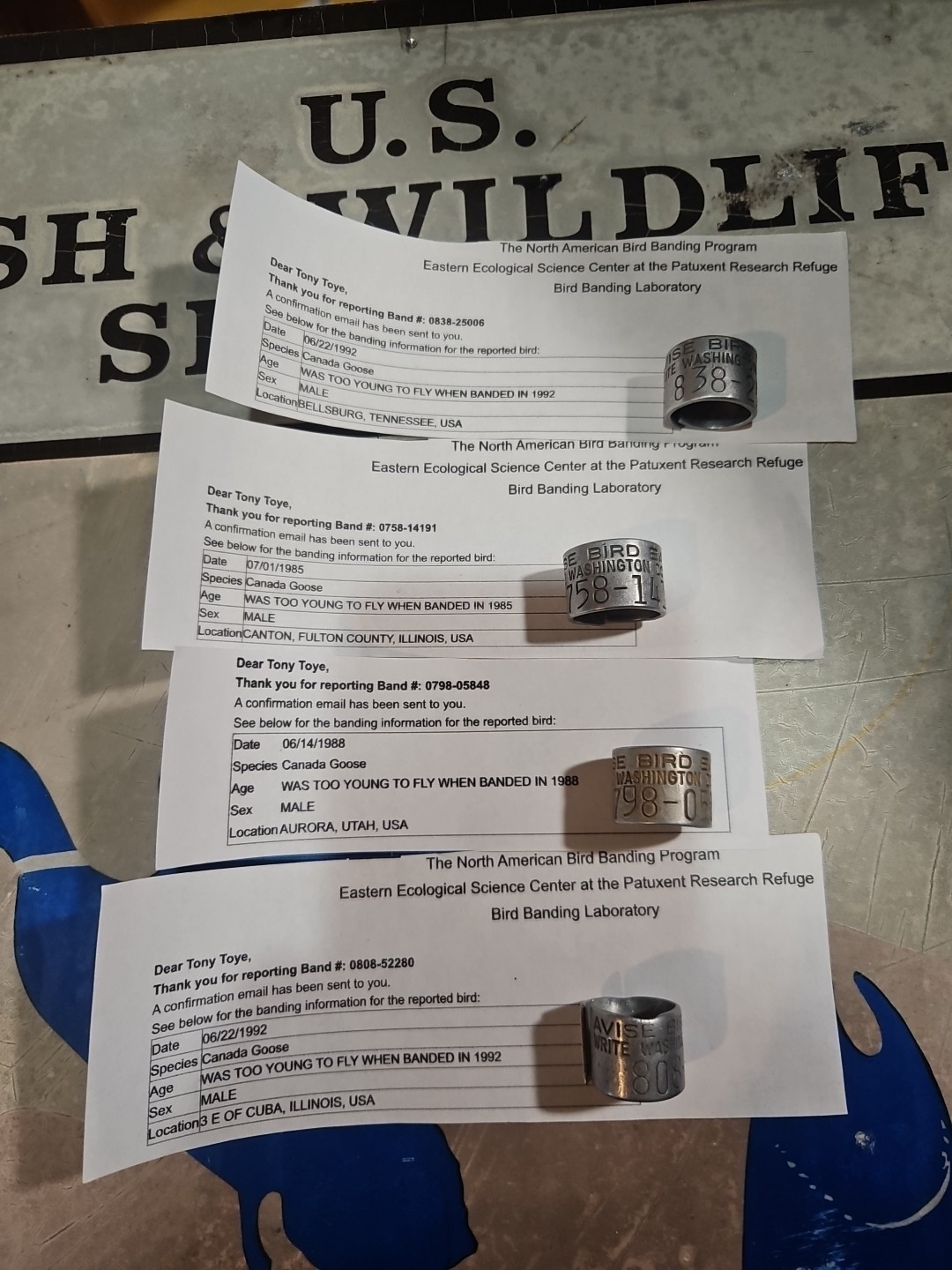 4 VTG 100% Federal CANADA GOOSE  Bands 838 808 798 758 Leg AVISE Bird Duck