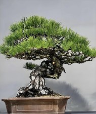 Japanese Sanhe Black Pine Bonsai Tree (sale Is Picture 2.3.4.5)