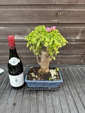 Bonsai Tree Bougainvillea Pink Flowering 15 Years Thick Trunk 8" - Now in Flower