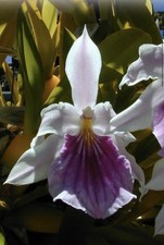 Miltonia spectabilis v bicolor