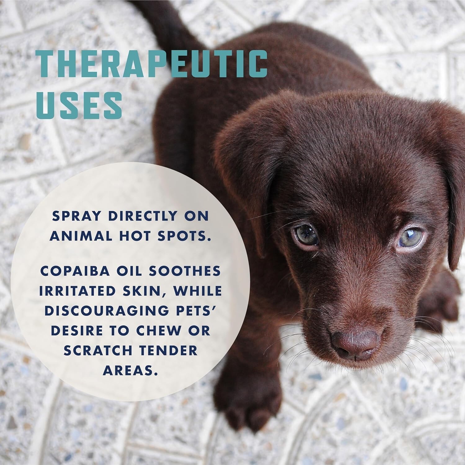 Ultimate No Chew Spray for Dogs - Alcohol-Free, Safe for Furniture & Fabrics